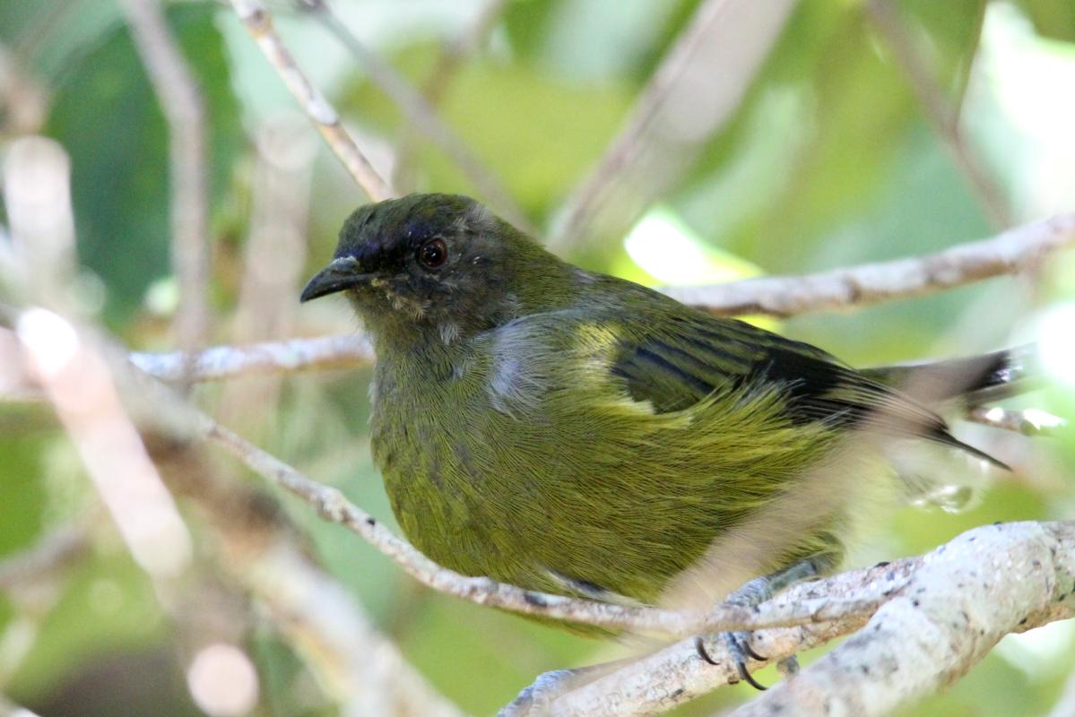 New Zealand Bellbird (Anthornis melanura)